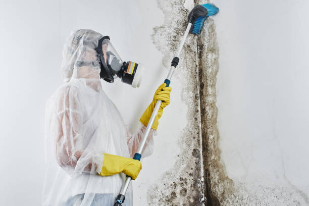 Best Toxic Mold Removal  in Brookhaven, WV