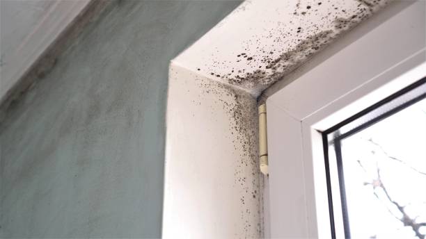 Best Commercial Mold Removal  in Brookhaven, WV