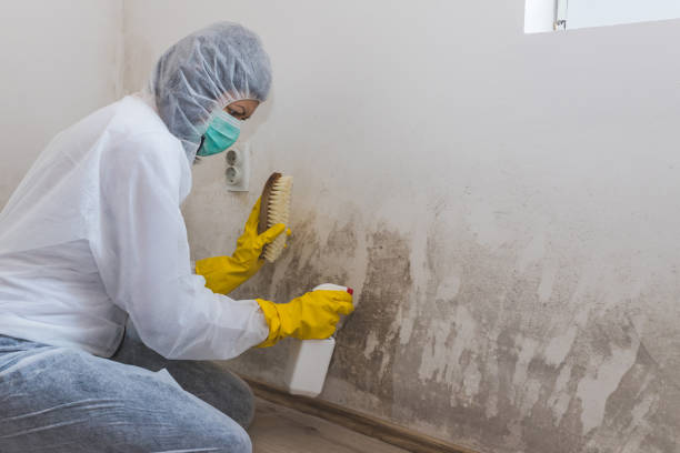 Best Residential Mold Removal  in Brookhaven, WV