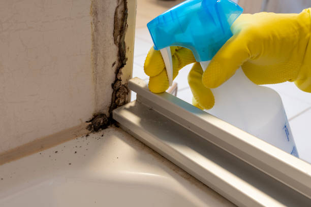 Best Black Mold Removal  in Brookhaven, WV