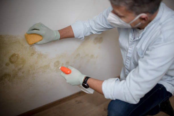 Professional Mold Removal in Brookhaven, WV