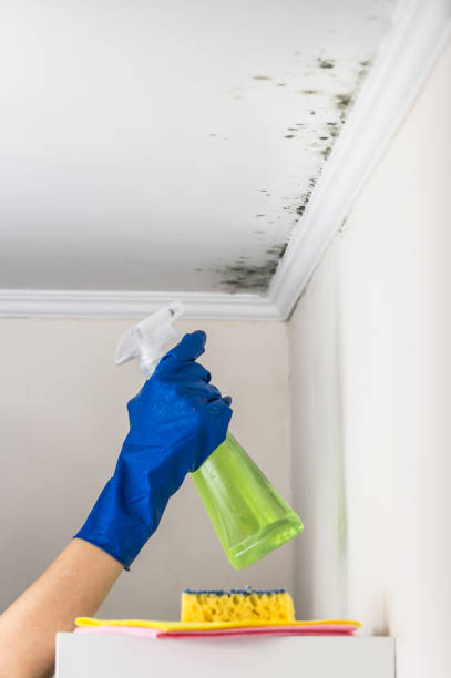 Best Local Mold Removal Service  in Brookhaven, WV